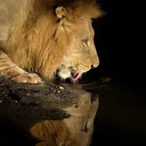 Explore From Zanzibar & Fly-In Drive Round Trip 8 days Serengeti, Lake Natron, Ngorongoro Safari for 8 days with Beach and Safari Holidays and discover unforgettable experiences - Photo 2