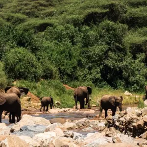 Explore From Zanzibar 8 days Expore the Tropical Island and Tarangire, Ngorongoro Safari trip for 8 days with Beach and Safari Holidays and discover unforgettable experiences - Photo 3