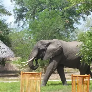 Explore From Zanzibar to Selous  8 days : Selous Game Reserve safari trip and Tropical island experience for 8 days with Beach and Safari Holidays and discover unforgettable experiences - Photo 3