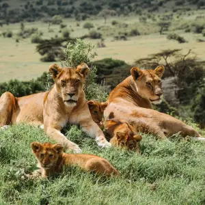 Explore From Zanzibar & Fly-In Drive Round Trip 8 days Serengeti, Lake Natron, Ngorongoro Safari for 8 days with Beach and Safari Holidays and discover unforgettable experiences - Photo 4