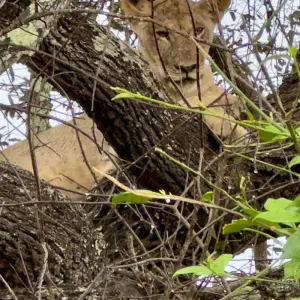 Explore From Zanzibar to Selous  8 days : Selous Game Reserve safari trip and Tropical island experience for 8 days with Beach and Safari Holidays and discover unforgettable experiences - Photo 4