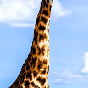 Explore From Zanzibar & Fly-In Drive Round Trip 8 days Serengeti, Lake Natron, Ngorongoro Safari for 8 days with Beach and Safari Holidays and discover unforgettable experiences - Photo 5