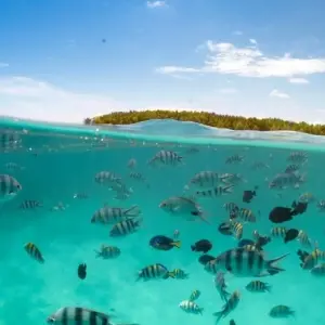 Explore From Zanzibar 8 days : Island Dreams & Selous Safari Adventure for 8 days with Beach and Safari Holidays and discover unforgettable experiences - Photo 5