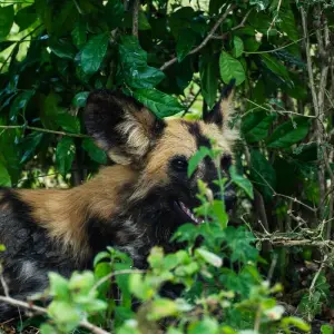 Explore From Zanzibar to Selous  8 days : Selous Game Reserve safari trip and Tropical island experience for 8 days with Beach and Safari Holidays and discover unforgettable experiences - Photo 6