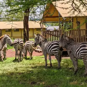 Explore From Zanzibar & Fly-In Drive Round Trip 8 days Serengeti, Lake Natron, Ngorongoro Safari for 8 days with Beach and Safari Holidays and discover unforgettable experiences - Photo 7