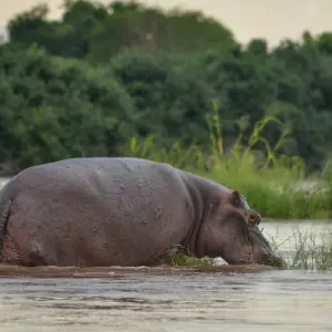Explore Zanzibar : 9 Day Selous Safari and Zanzibar Beach Holiday trip for 9 days with Beach and Safari Holidays and discover unforgettable experiences - Photo 2