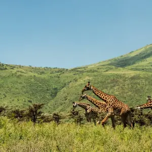 Explore From Arusha 10 days Chasing the Big Five: Roaming the African Wilderness,Great Rift Valley, Serengeti Safari for 10 days with Beach and Safari Holidays and discover unforgettable experiences - Photo 10