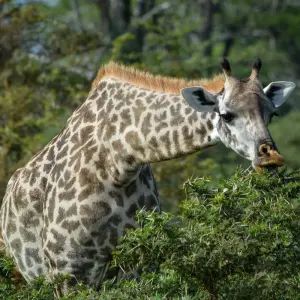 Explore From Zanzibar 11 days A Perfect Blend of Zanzibar's Beaches and Tanzania's Wildlife Serengeti, Lake Natron, Ngorongoro, Tarangire safari trip for 11 days with Beach and Safari Holidays and discover unforgettable experiences - Photo 2