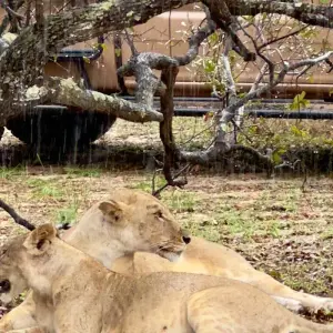 Explore From Zanzibar to Selous  8 days : Selous Game Reserve safari trip and Tropical island experience for 8 days with Beach and Safari Holidays and discover unforgettable experiences - Photo 7