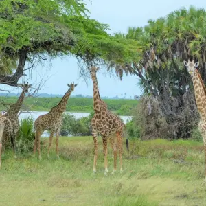 Explore From Zanzibar 8 days : Island Dreams & Selous Safari Adventure for 8 days with Beach and Safari Holidays and discover unforgettable experiences - Photo 7