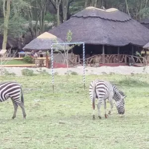 Explore From Kilimanjaro to Zanzibar : 11 days Safari and a Tropical Island ,Tarangire, L.Manyara, Serengeti for 11 days with Beach and Safari Holidays and discover unforgettable experiences - Photo 2