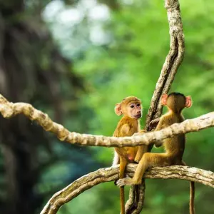 Explore Zanzibar : 9 Day Selous Safari and Zanzibar Beach Holiday trip for 9 days with Beach and Safari Holidays and discover unforgettable experiences - Photo 4