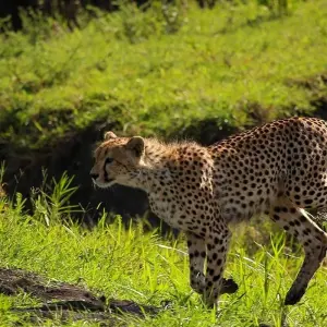 Explore From Zanzibar & Fly-In Drive Round Trip 8 days Serengeti, Lake Natron, Ngorongoro Safari for 8 days with Beach and Safari Holidays and discover unforgettable experiences - Photo 9
