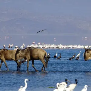 Explore From Zanzibar & Fly-In Drive Round Trip 8 days Serengeti, Lake Natron, Ngorongoro Safari for 8 days with Beach and Safari Holidays and discover unforgettable experiences - Photo 10