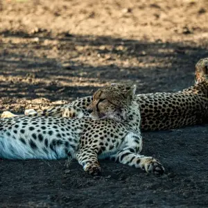 Explore From Zanzibar & Fly-In Serengeti : 15 days Safari Discover the Land of the Big Cats for 15 days with Beach and Safari Holidays and discover unforgettable experiences - Photo 3