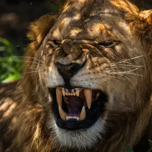 Explore From Zanzibar & Fly-In Drive Round Trip 8 days Serengeti, Lake Natron, Ngorongoro Safari for 8 days with Beach and Safari Holidays and discover unforgettable experiences - Photo 11