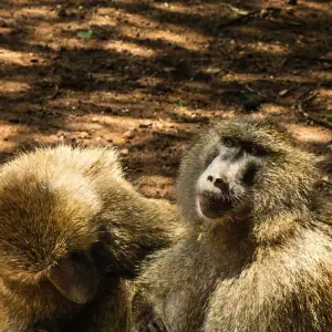 Explore From Zanzibar 15 days Discover The Real Africa From Lake Manyara, Maasai Boma Safari & Excursion for 15 days with Beach and Safari Holidays and discover unforgettable experiences - Photo 3