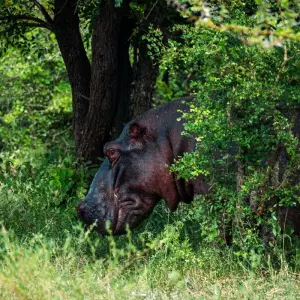 Explore From Zanzibar to Selous : 13 days Beach and Safari Holiday for 13 days with Beach and Safari Holidays and discover unforgettable experiences - Photo 4