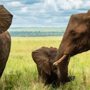 Explore From Zanzibar 8 days Expore the Tropical Island and Tarangire, Ngorongoro Safari trip for 8 days with Beach and Safari Holidays and discover unforgettable experiences - Photo 11