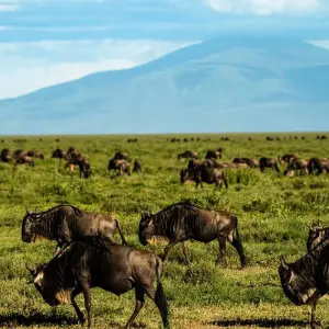 Explore From Zanzibar 15 days Holidays in Zanzibar & Fly-In Drive Round Trip : Serengeti, Lake Natron safari for 15 days with Beach and Safari Holidays and discover unforgettable experiences - Photo 4