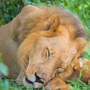 Explore From Zanzibar 8 days : Island Dreams & Selous Safari Adventure for 8 days with Beach and Safari Holidays and discover unforgettable experiences - Photo 11