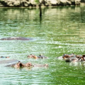 Explore Zanzibar : 9 Day Selous Safari and Zanzibar Beach Holiday trip for 9 days with Beach and Safari Holidays and discover unforgettable experiences - Photo 7