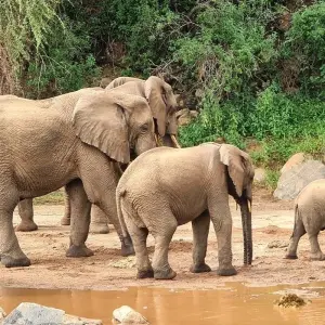 Explore From Zanzibar: 2-Day Safari Tarangire & Manyara with Flights for 2 days with Beach and Safari Holidays and discover unforgettable experiences - Photo 2