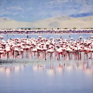 Explore From Arusha to Zanzibar : 11 days From Bush to Beach, Lake Natron,Waterfalls, L.Manyara, Ngorongoro, Tarangire safari for 11 days with Beach and Safari Holidays and discover unforgettable experiences - Photo 7