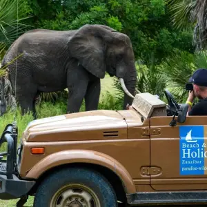 Explore 10 Days Zanzibar Beach & Selous Game Reserve Safari Holiday for 10 days with Beach and Safari Holidays and discover unforgettable experiences - Photo 8