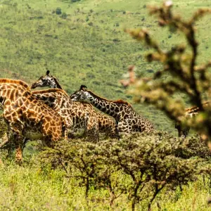 Explore From Zanzibar: 2 Days Private Safari Ngorongoro with Flights for 2 days with Beach and Safari Holidays and discover unforgettable experiences - Photo 2