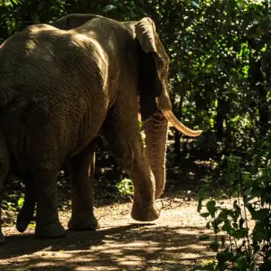 Explore From Zanzibar 15 days Discover The Real Africa From Lake Manyara, Maasai Boma Safari & Excursion for 15 days with Beach and Safari Holidays and discover unforgettable experiences - Photo 5