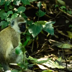 Explore From Zanzibar 15 days Discover The Real Africa From Lake Manyara, Maasai Boma Safari & Excursion for 15 days with Beach and Safari Holidays and discover unforgettable experiences - Photo 6