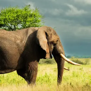 Explore From Zanzibar: 2-Day Safari Tarangire & Manyara with Flights for 2 days with Beach and Safari Holidays and discover unforgettable experiences - Photo 4