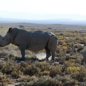 Explore From Kilimanjaro to Zanzibar : 11 days Safari and a Tropical Island ,Tarangire, L.Manyara, Serengeti for 11 days with Beach and Safari Holidays and discover unforgettable experiences - Photo 8