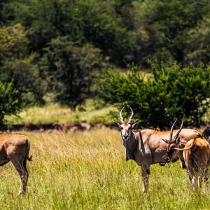 Explore From Zanzibar 15 days Holidays in Zanzibar & Fly-In Drive Round Trip : Serengeti, Lake Natron safari for 15 days with Beach and Safari Holidays and discover unforgettable experiences - Photo 7