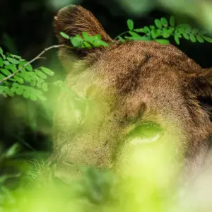 Explore 10 Days Zanzibar Beach & Selous Game Reserve Safari Holiday for 10 days with Beach and Safari Holidays and discover unforgettable experiences - Photo 10
