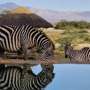 Explore From Zanzibar 15 days Surprising Tanzania and Zanzibar, Jewel of the Indian Ocean, Tarangire, Serengeti safari trip for 15 days with Beach and Safari Holidays and discover unforgettable experiences - Photo 8