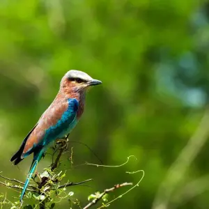 Explore From Zanzibar to Selous : 13 days Beach and Safari Holiday for 13 days with Beach and Safari Holidays and discover unforgettable experiences - Photo 9