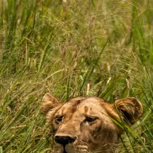 Explore From Arusha to Zanzibar : 11 days From Bush to Beach, Lake Natron,Waterfalls, L.Manyara, Ngorongoro, Tarangire safari for 11 days with Beach and Safari Holidays and discover unforgettable experiences - Photo 11