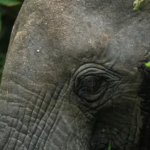 Explore From Zanzibar : 15 days The Best Taste of Wildlife, Culture and Beach, Selous G.R Safari for 15 days with Beach and Safari Holidays and discover unforgettable experiences - Photo 9