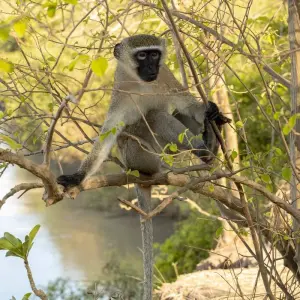 Explore From Zanzibar: 2 Days Selous Full-Day Safari Game Drive for 2 days with Beach and Safari Holidays and discover unforgettable experiences - Photo 7