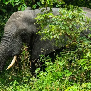 Explore From Zanzibar: 3-Day Selous Safari with Flights for 3 days with Beach and Safari Holidays and discover unforgettable experiences - Photo 4