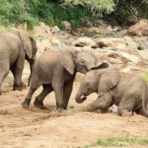 Explore From Zanzibar: 2-Day Safari Tarangire & Manyara with Flights for 2 days with Beach and Safari Holidays and discover unforgettable experiences - Photo 9