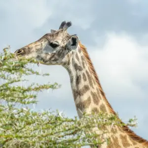 Explore From Zanzibar: Selous Game Reserve Day Safari with Flights for 1 days with Beach and Safari Holidays and discover unforgettable experiences - Photo 9