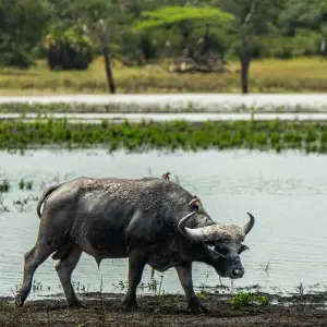 Explore From Zanzibar : 2 Day Safari Selous Game Reserve for 2 days with Beach and Safari Holidays and discover unforgettable experiences - Photo 9