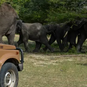 Explore From Zanzibar Selous Safari Trip 2 Full-Day Safari Game Drive for 3 days with Beach and Safari Holidays and discover unforgettable experiences - Photo 5