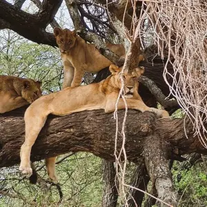 Explore From Zanzibar: 3 Days Northern Circuit Safari with Flights for 3 days with Beach and Safari Holidays and discover unforgettable experiences - Photo 9