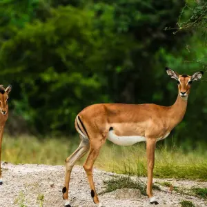Explore From Zanzibar: 3-Day Selous Safari with Flights for 3 days with Beach and Safari Holidays and discover unforgettable experiences - Photo 6