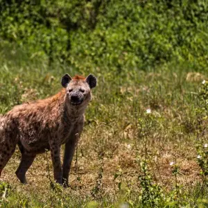 Explore From Zanzibar: 2 Day Serengeti Expedition Safari for 2 days with Beach and Safari Holidays and discover unforgettable experiences - Photo 2