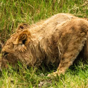 Explore From Zanzibar: 2 Days Private Safari Ngorongoro with Flights for 2 days with Beach and Safari Holidays and discover unforgettable experiences - Photo 10
